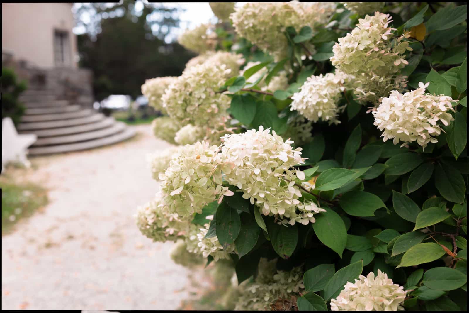 White hydrangeas along gravel path in front of manor house with stone steps