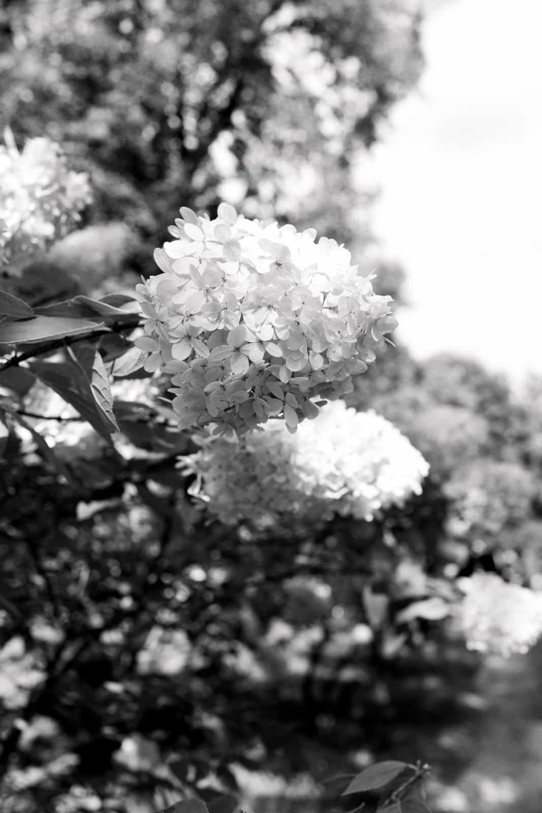 White hydrangea blooms in wedding garden, black and white detail shot