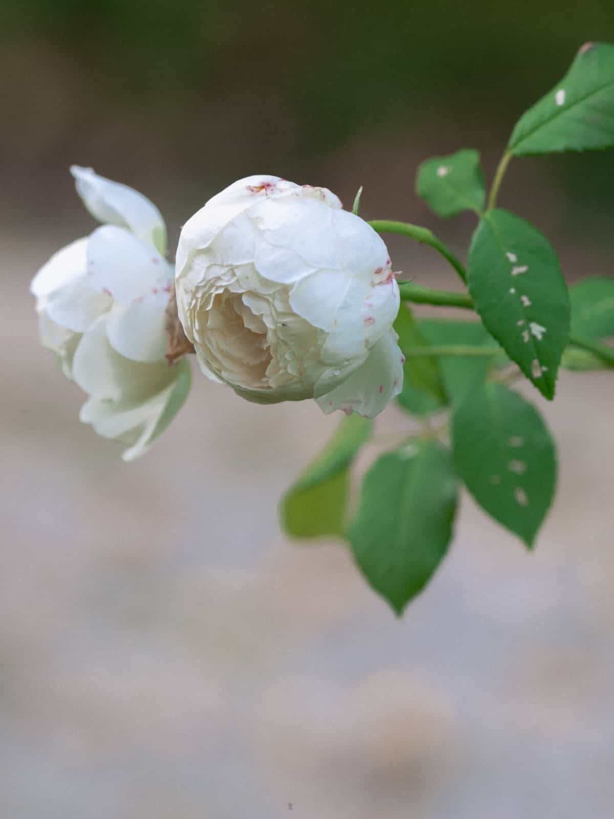 Close-up of white rose with leaves - wedding detail at Schloss Kartzow