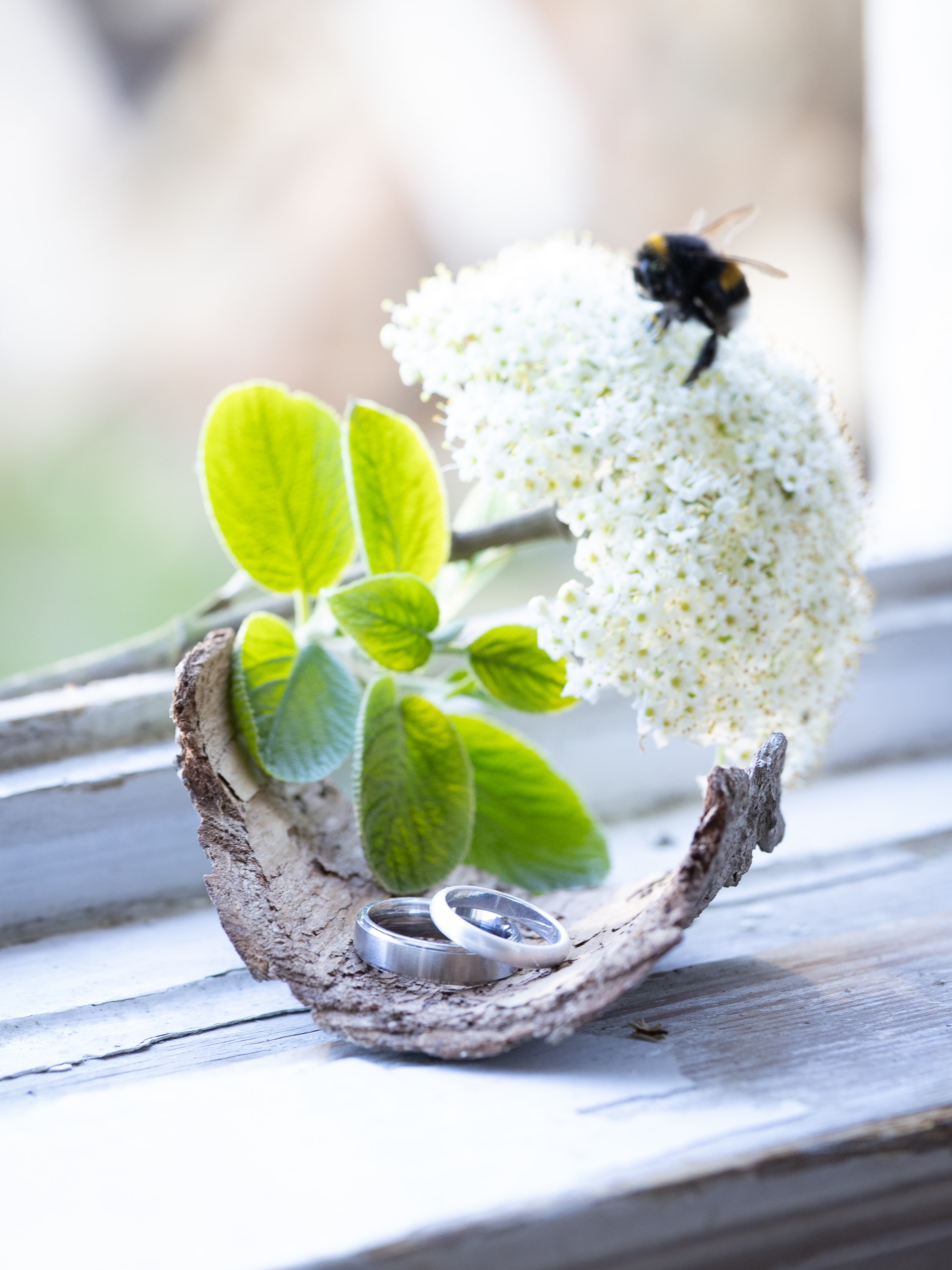 Zwei Eheringe mit Hummel auf weißer Blüte und Kleeblättern