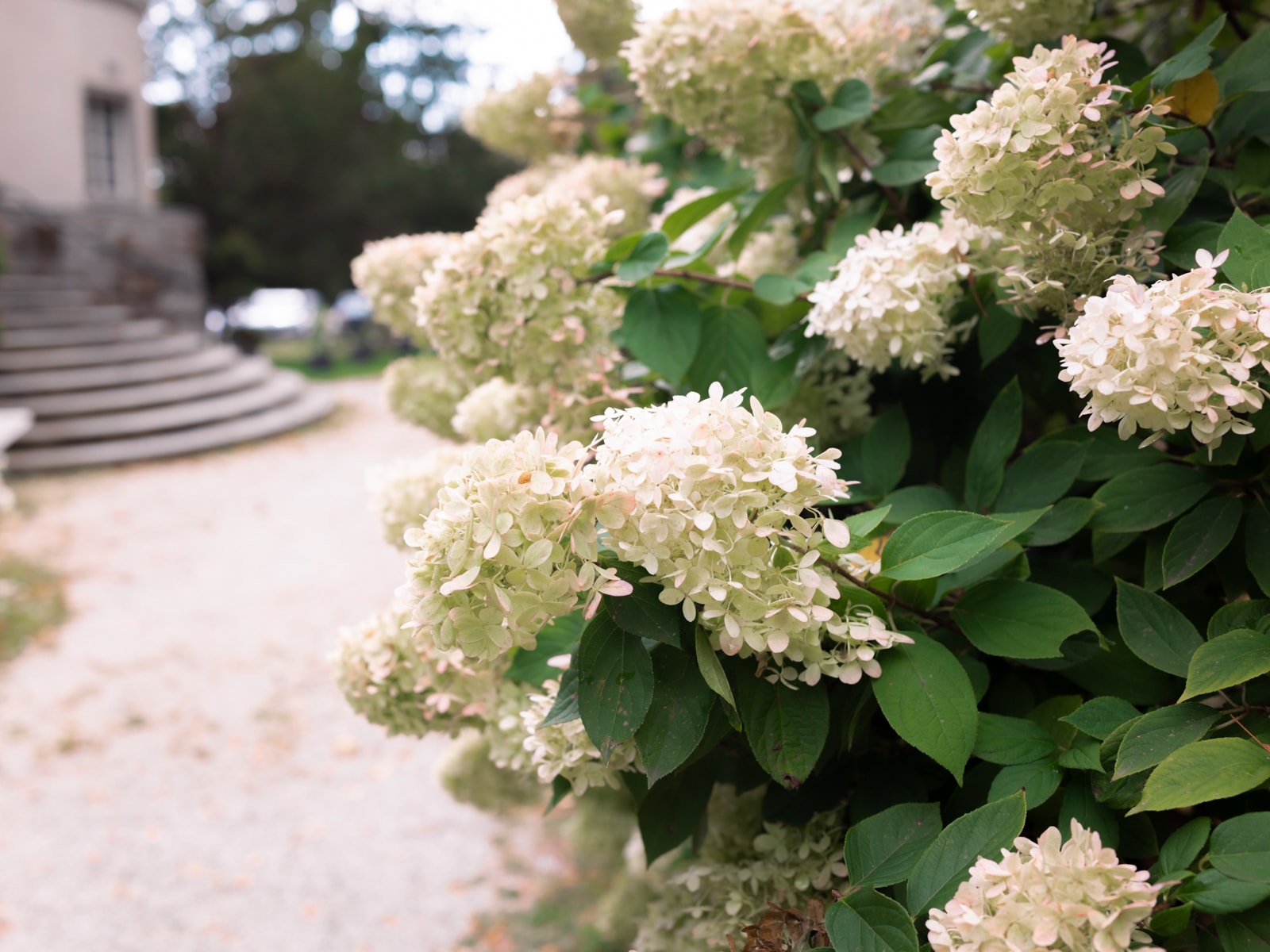 White and pink hydrangeas in the garden of Schloss Kartzow during wedding