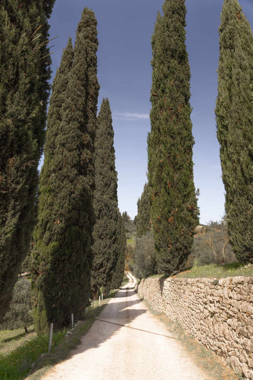 Cypress-lined country lane in Tuscany