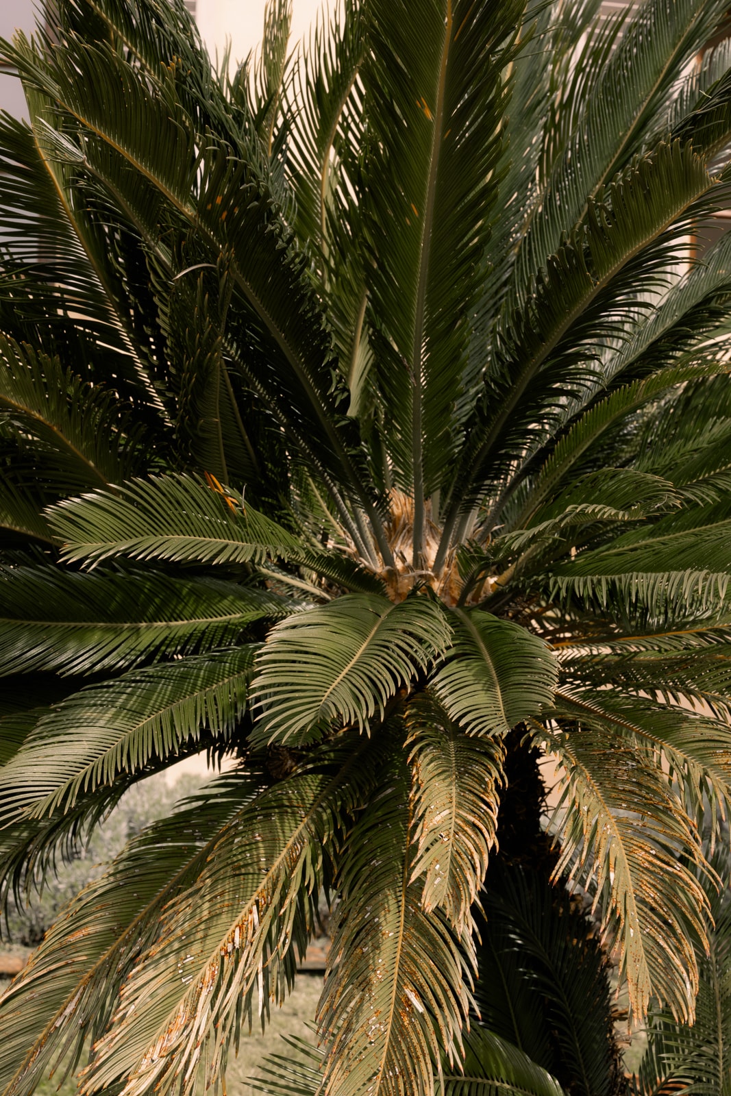 Wedding photography Villa Medicea di Lilliano Tuscany, documentary destination wedding Italy