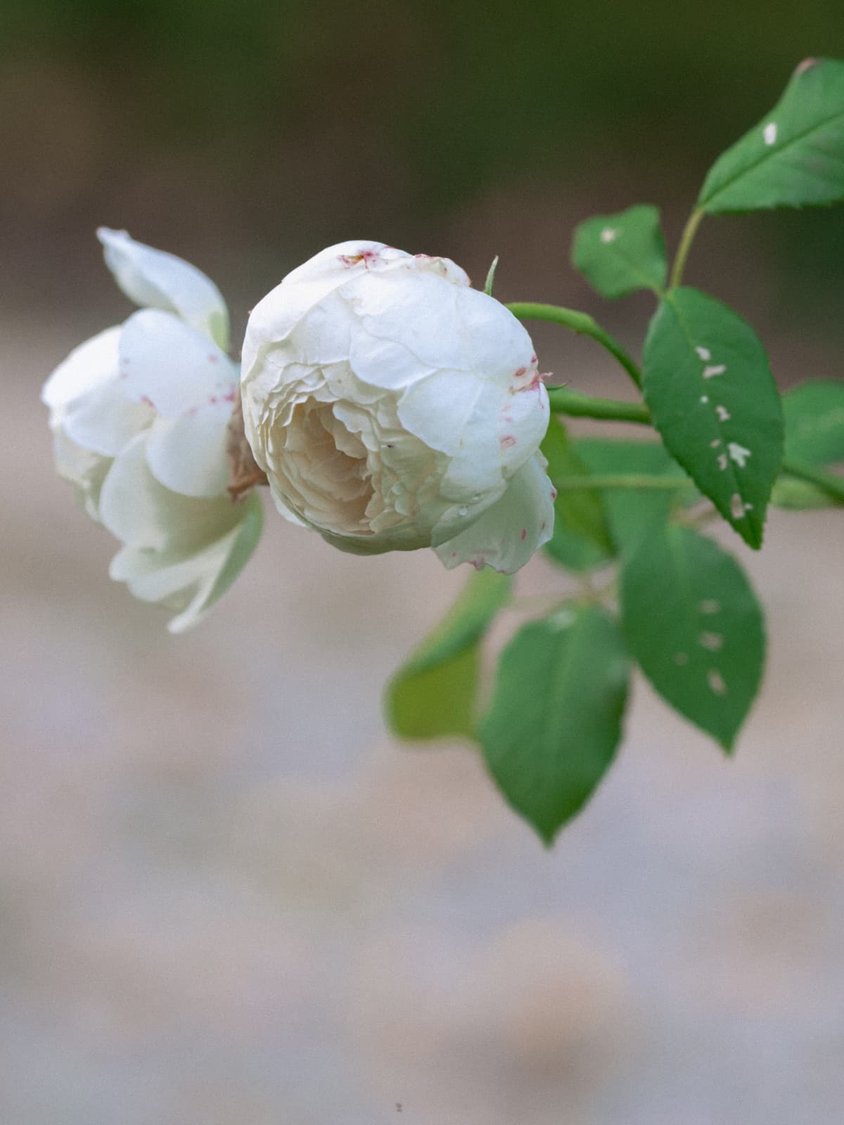 Nahaufnahme einer weißen Rose mit Blättern - Hochzeitsdetail Schloss Kartzow